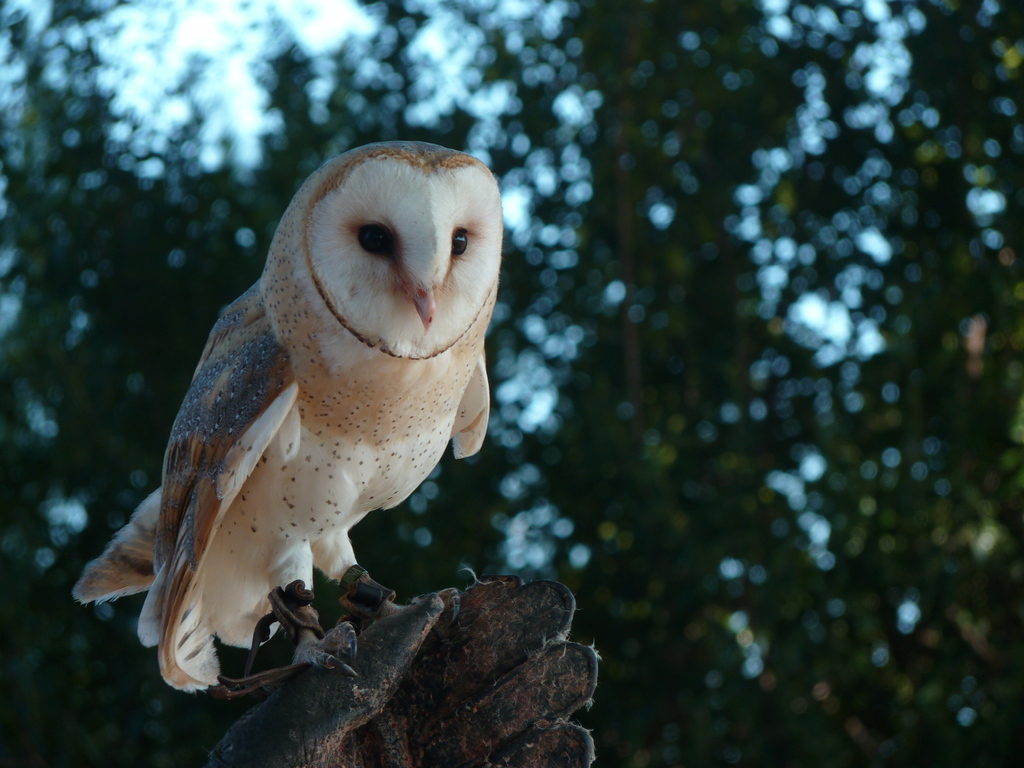 No s'ha trobat l'arxiu